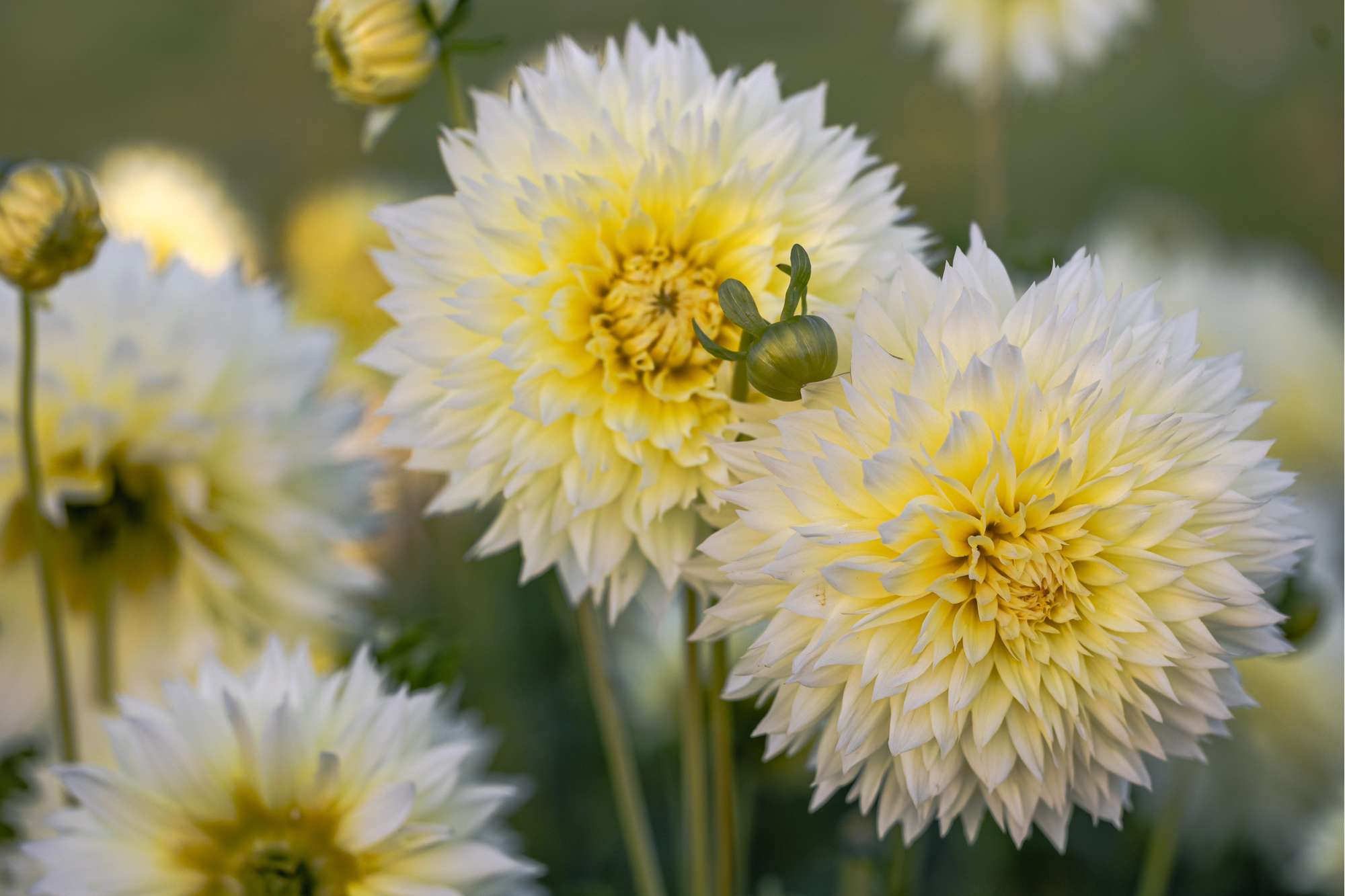 Dahlia 'Canary Fubuki'